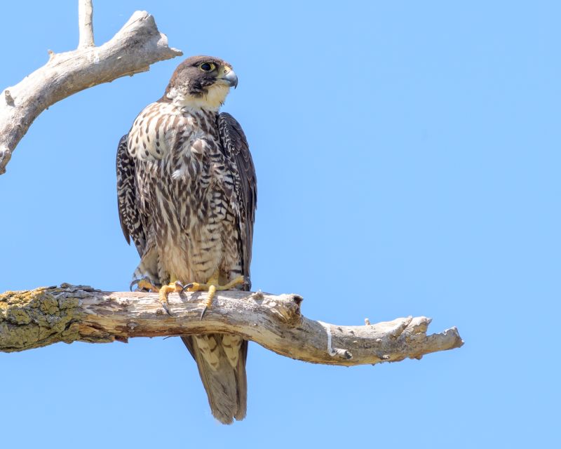 Falcon