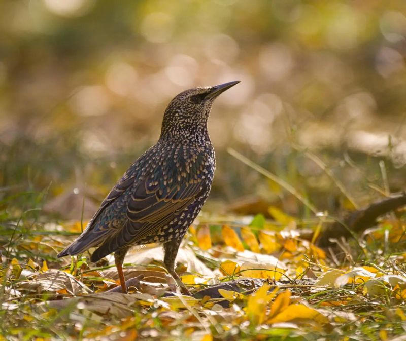 Starling
